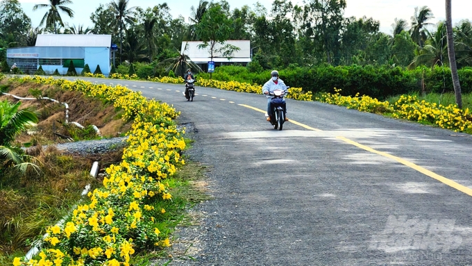 Toàn huyện Cù Lao Dung có 240 tuyến đường giao thông, chiều dài gần 265,8km, đáp ứng tốt nhu cầu đi lại và sản xuất của người dân. Ảnh: KA.