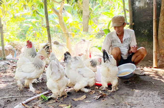 Anh Nam nuôi thành công loại gà được mệnh danh 'vua các loại gà'. Ảnh: Lê Hoàng Vũ.