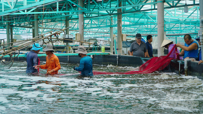 San thưa cá, tôm thương phẩm để giảm mật độ đàn, tránh thất thoát và ảnh hưởng môi trường sống khi điều kiện thời tiết bất lợi. Ảnh: Lê Bình.