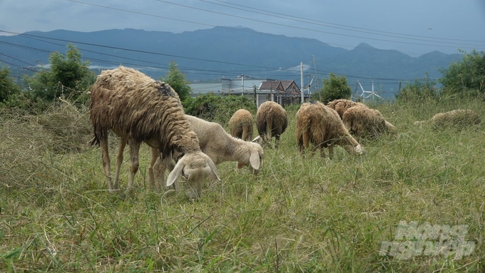 Chăn nuôi cừu ở Ninh Thuận ngày càng đối mặt với khó khăn do biến đổi khí hậu và tình trạng thoái hóa giống. Ảnh: NNVN.