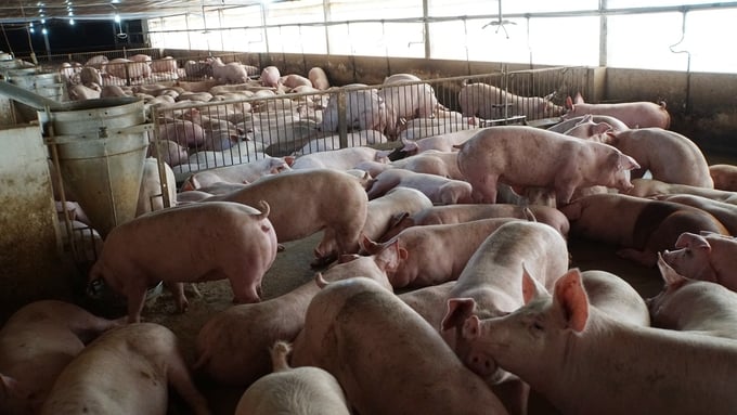 From the beginning of the year until now, Vietnam has had over 600 African swine fever outbreaks in 44 provinces, cities, forcing the destruction of 42.400 pigs. Photo: Hong Tham.