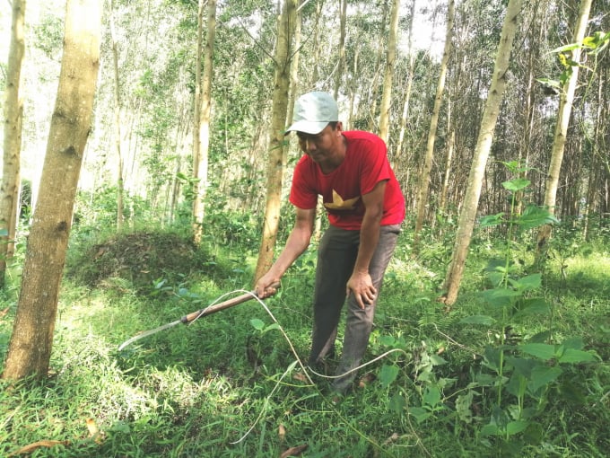 Chăm sóc rừng gỗ lớn ở tỉnh Hòa Bình. Ảnh: Trung Quân. 