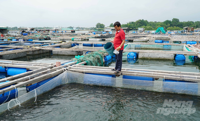 Kiểm soát thức ăn, tỉa đàn và phát hiện kịp thời tình trạng bỏ ăn nếu có là những cách giúp cá lồng bè phát triển tốt trong mùa mưa bão. Ảnh: Lê Bình.