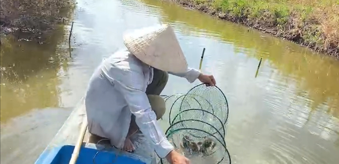 Mô hình nuôi cua theo hướng VietGAP tại xã Phú Tân, huyện Phú Tân, tỉnh Cà Mau. Ảnh: Trọng Linh.