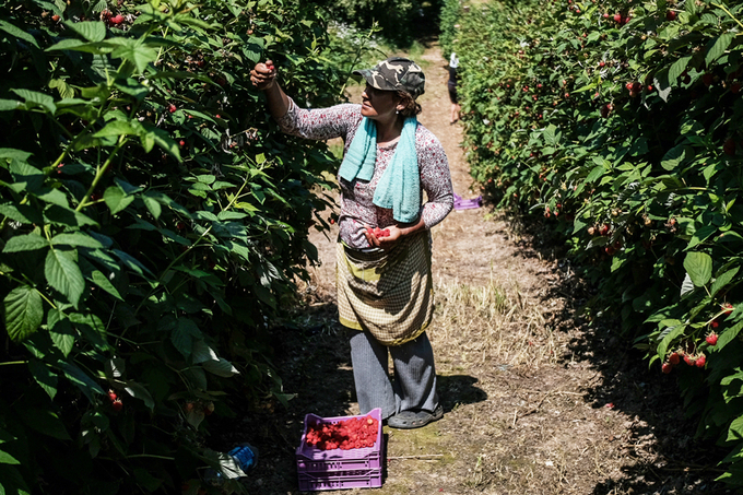 The GI label ensures that producers will be able to grow the fruit the same way their ancestors did, while giving them an edge in the crowded markets of today. Left/top: ©FAO/ Stefan Stojanović. Photo: FAO/ Uroš Arsić.