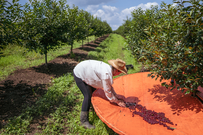 Successful GI-labelled products can breathe new life into rural communities, creating jobs, especially for young people, and inspiring local producers to protect the agricultural biodiversity that makes their products distinct. Photo: FAO/ Uroš Arsić.