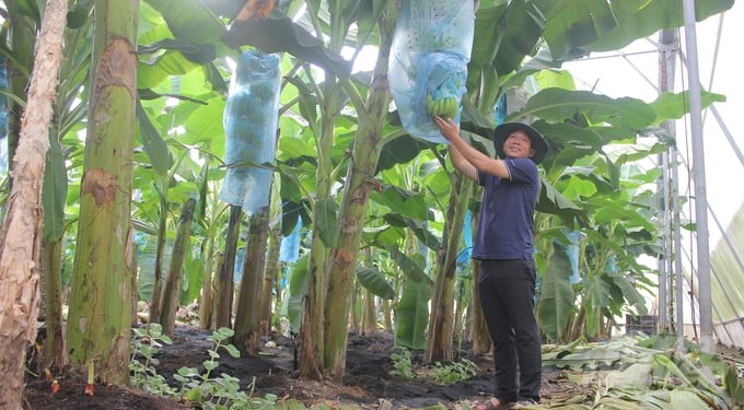 Phu Giao spreads high-tech agricultural models associated with eco-tourism development. Photo: Tran Trung.