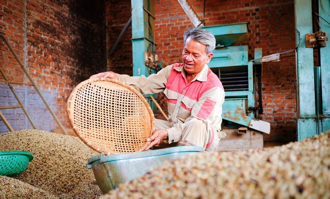 Farmers in Nam Yang commune, Dak Doa district (Gia Lai province) grind green coffee beans to sell to take advantage of high prices. Photo: Tan Luc.