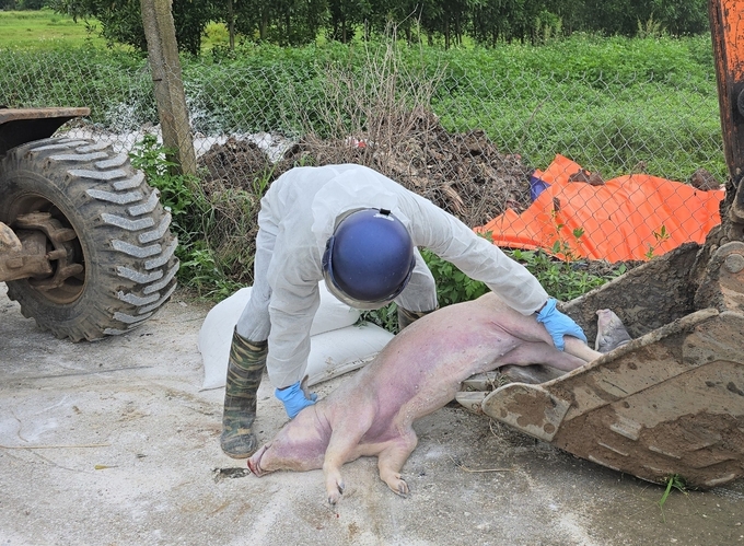 Hải Phòng có thêm địa phương bùng phát dịch tả lợn Châu Phi. Ảnh: Đinh Mười.