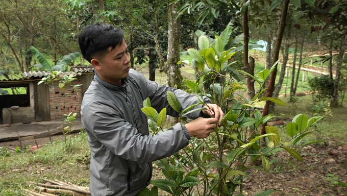 Mô hình trồng trà hoa vàng dưới tán rừng lim của anh Triệu Tiến Lộc (xã Tân Dân, TP Hạ Long). Ảnh: Nguyễn Thành.