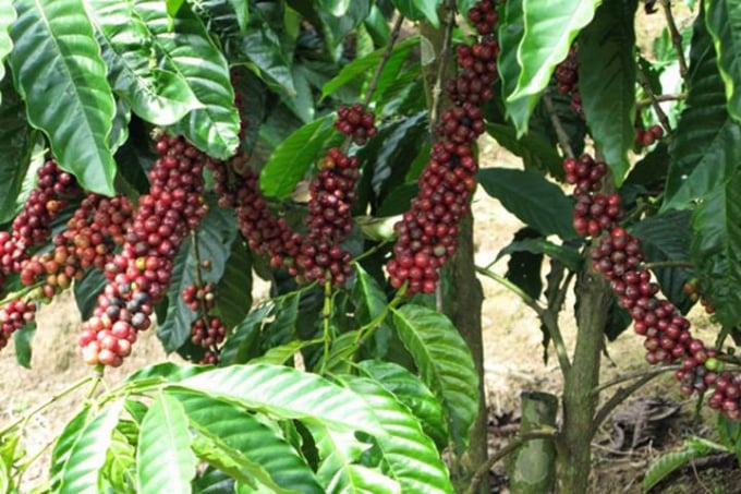 Latest domestic and global coffee prices on 07/17/2024