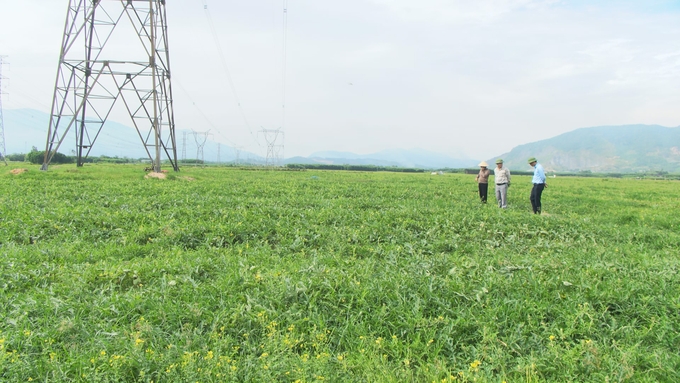 Ông Nguyễn Văn Ánh ở thôn Trung Đức, xã Kỳ Tân (huyện Kỳ Anh) đã biến vùng đất hoang thành cánh đồng bạt ngàn dưa hấu. Ảnh: Nguyễn Hoàn.