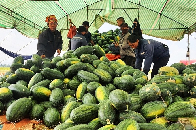 Thương lái tấp nập về thu mua dưa hấu của ông Ánh. Ảnh: Nguyễn Hoàn.