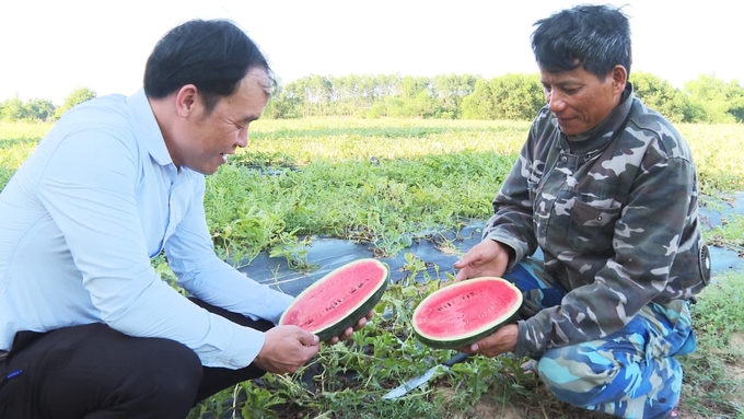 Nhờ hiệu quả cao, nhiều hộ dân ở Hà Tĩnh đã mạnh dạn chuyển đổi sang trồng dưa hấu trên đất màu kém hiệu quả. Ảnh: Nguyễn Hoàn.