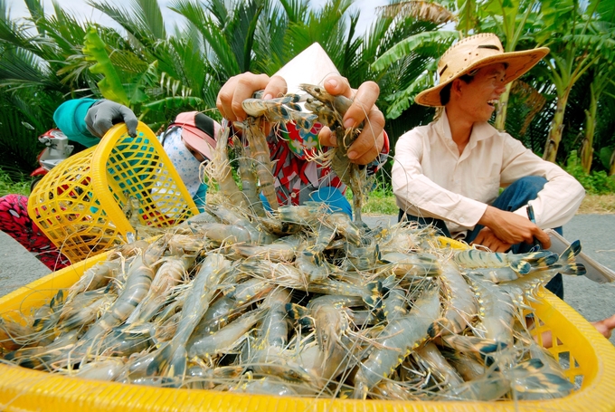 Cần nâng cao nhận thức cộng đồng và người tiêu dùng về tầm quan trọng của việc tiêu thụ sản phẩm an toàn sinh học, an toàn vệ sinh thực phẩm và bền vững. Ảnh: Thanh Cường.