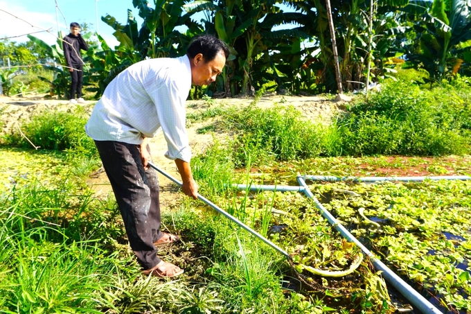 Nuôi ốc bươu đen không tốn quá nhiều công sức và nguồn thức ăn cũng dễ kiếm. Ảnh: A.N.