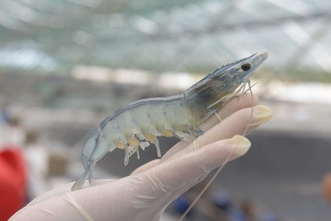 Dr. Nguyen Duy Hoa, Global Technical Director of Empyreal & Motiv Cargill Inc., said: 'Vietnam's shrimp farms are too small, so they still have to stock at high densities to get output. However, it should be done more correctly for the farming phases.' Photo: Hong Tham.