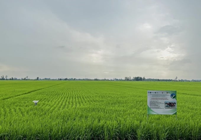 Applying advanced farming processes will help reduce input materials and increase economic efficiency for production households participating in the Project by about 15–20%, even 30%. Photo: Hong Binh Hieu.