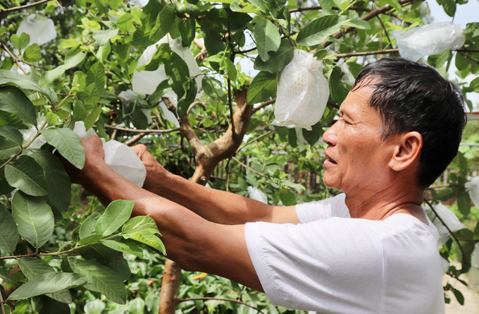 Nhiều vườn tạp được phá bỏ, chỉnh trang thành các vườn mẫu, đem lại hiệu quả kinh tế cao cho người dân. Ảnh: Hưng Phúc.