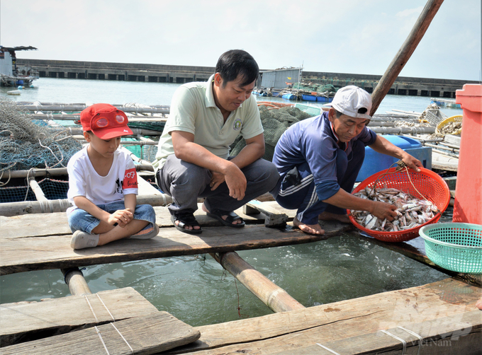 Dùng cá đánh bắt ngoài tự nhiên làm thức ăn nuôi cá biển là phương thức nuôi lợi bất cập hại, gây ảnh hưởng xấu đến nguồn lợi thủy sản, ô nhiễm môi trường và dễ lây lan dịch bệnh. Ảnh: Trung Chánh.