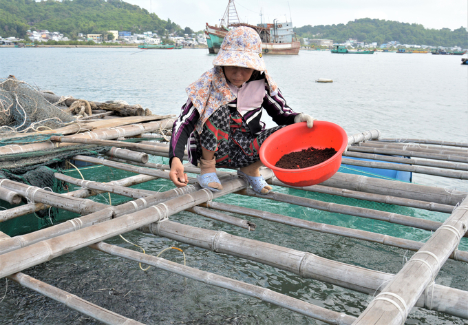 Ngư dân thường chỉ sử dụng thức ăn viên công nghiệp để nuôi cá biển khi còn nhỏ. Ảnh: Trung Chánh.