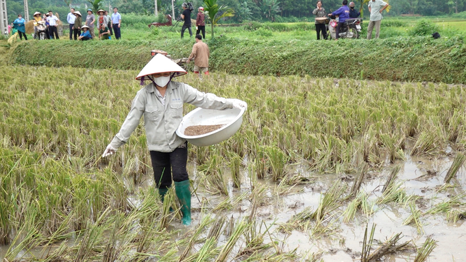 Nông dân xã Hợp Thành (huyện Phú Lương) sử dụng chế phẩm sinh học để xử lý rơm rạ. Ảnh: Quang Linh.