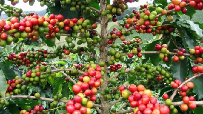 Update on global and domestic coffee prices on 07/18/2024.