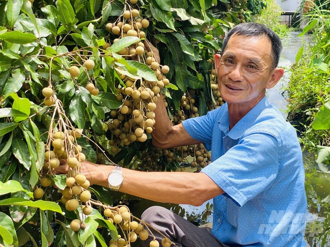 Mr Pham Van Lo, Chairman of the Board of Directors, Director of Nhon Nghia Longan Cooperative at the cooperative's organic longan garden. Photo: Le Hoang Vu.