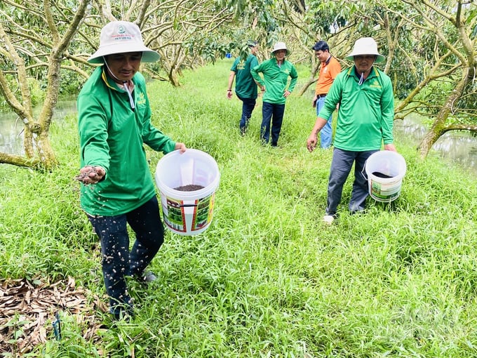 Tay Do Organic Fertilizer Company Limited demonstrates the use of our microbial organic fertilizer at Nhan Nhon Nghia Cooperative. Photo: Le Hoang Vu.