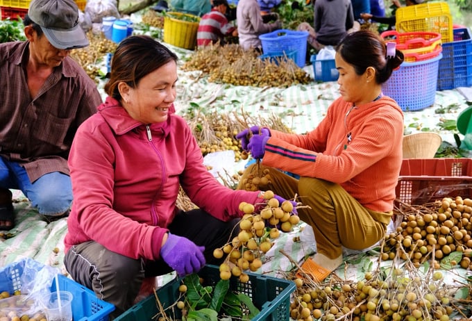 Currently, members of Nhon Nghia Longan Cooperative are harvesting fruit, the average longan yield is 20 tons/ha, the selling price is from 0,6 - 1 USD/kg. Photo: Le Hoang Vu.