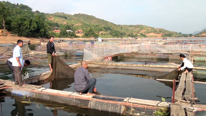 Nuôi cá lồng trên hồ thủy điện Sơn La rất thuận lợi nhờ môi trường nước sạch, cá lớn nhanh, ít dịch bệnh. Ảnh: Nguyễn Thiệu.