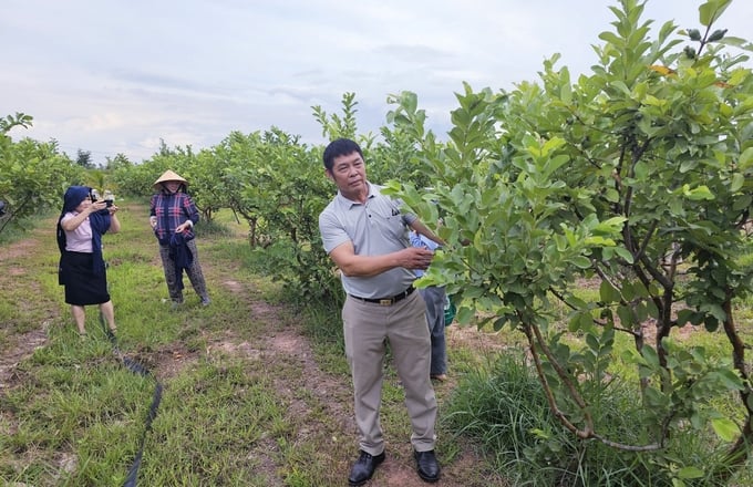 Guava garden produced organically by Nguyen Van Han's family. Photo: Tam Phung.