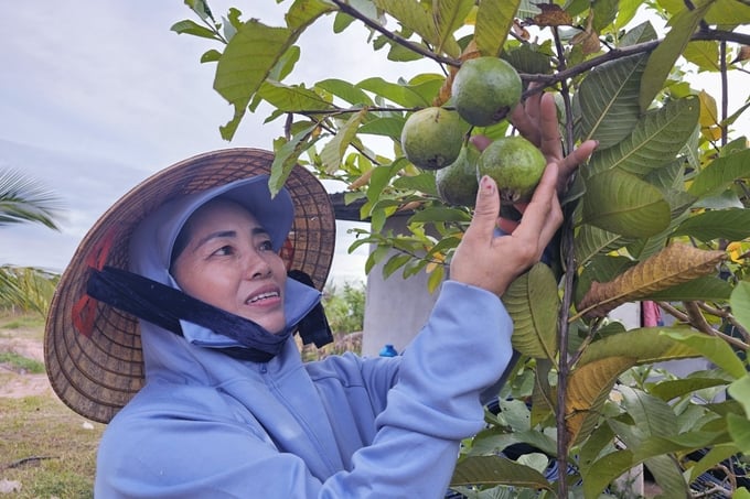 Even though it is on degraded sandy land, thanks to focusing on organic production, the guava garden still develops well and is highly effective. Photo: Tam Phung.