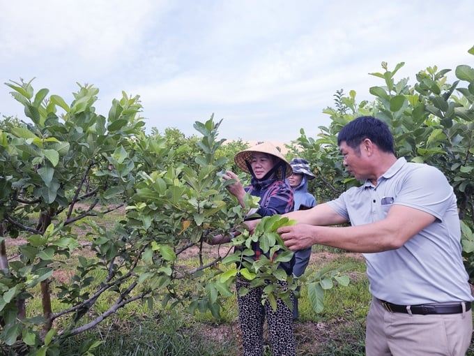 Mr. Nguyen Van Han checks the guava garden after pruning the young fruit. Photo: Tam Phung.