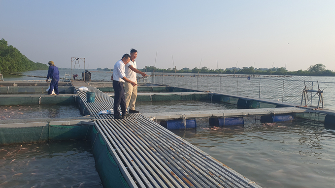 Khu vực nuôi cá lồng bè của anh Phạm Văn Nhiêu ở xã Tiên Minh, huyện Tiên Lãng. Ảnh: Đinh Mười.