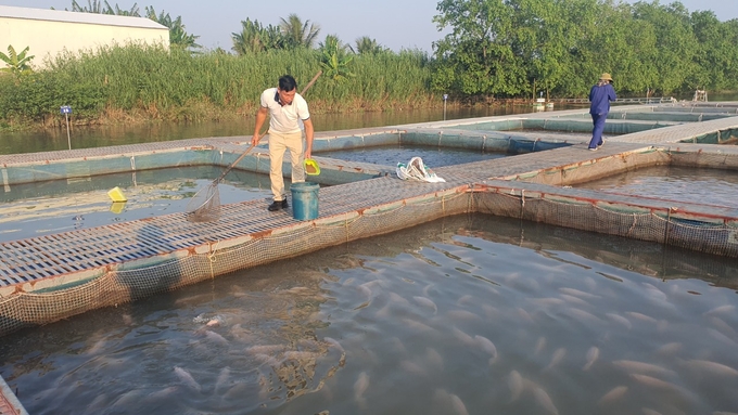 Ngoài cá tầm, anh Nhiêu cũng thành công với mô hình nuôi các loài cá khác ở môi trường nước lợ. Ảnh: Đinh Mười.