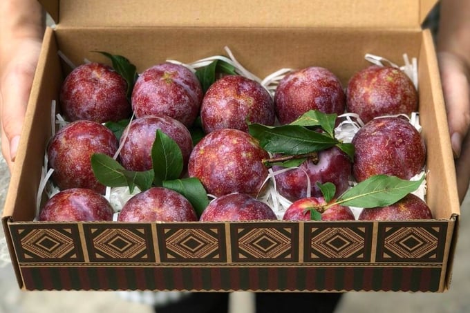 Ruby plums in Phieng Khoai. Photo: Tung Dinh.