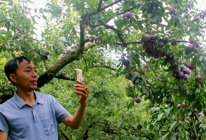 Live stream to sell plums online. Photo: Quang Dung.