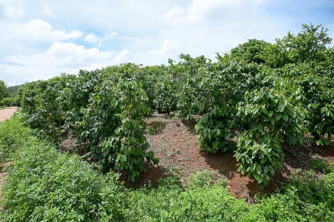 Arabica coffee trees in Son La. Photo: Tung Dinh.