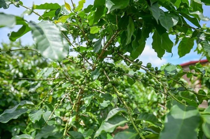 One hectare of tea coffee in Hua La can generate a profit between 1.2 and 1.8 billion VND. Photo: Tung Dinh.