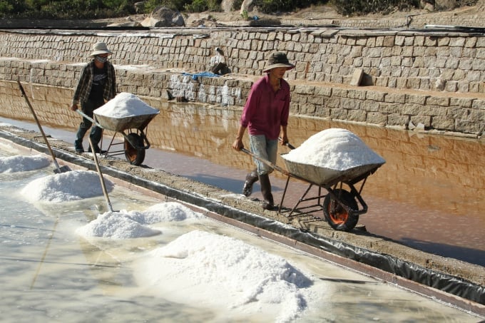 Most salt farmers in Ninh Thuan still produce salt in a traditional manner. Photo: CN.