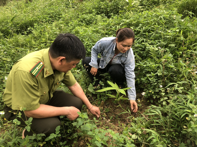 Hơn 3ha trồng cây giang để lấy lá của chị Bàn Thị Phượng Mai hứa hẹn mang lại thu nhập cao. Ảnh: Ngọc Tú. 