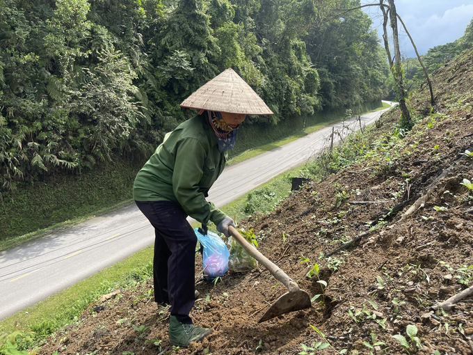 Kinh tế rừng mang lại thu nhập khá cho phần lớn người dân ở tỉnh Bắc Kạn. Ảnh: Ngọc Tú. 