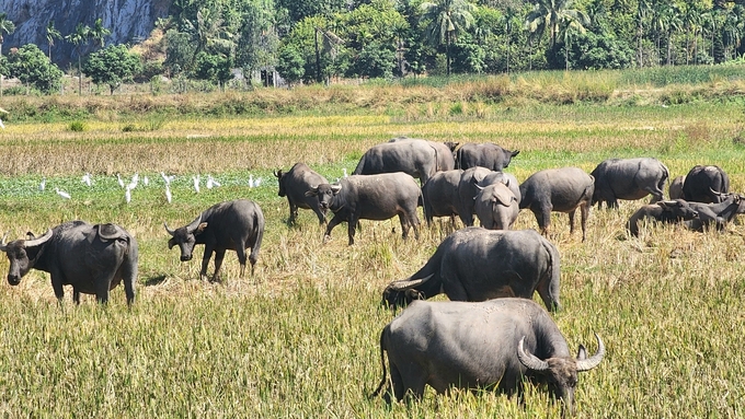 Chi cục Chăn nuôi và Thú y Hải Phòng đang phối hợp chặt chẽ với các đại phương trong thành phố triển khai các biện pháp phòng, chống bệnh viêm da nổi cục trên trâu, bò. Ảnh: Đinh Mười.