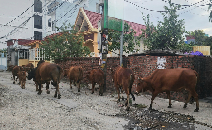 Hiện, trên địa bàn thành phố Hải Phòng đang có hơn 7.000 con bò và 4.000 con trâu. Ảnh: Đinh Mười.