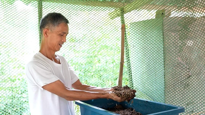 Bà con nông dân tự nuôi sâu canxi làm thức ăn cho gà giúp giảm chi phí chăn nuôi, tăng hiệu quả kinh tế. Ảnh: HĐ.