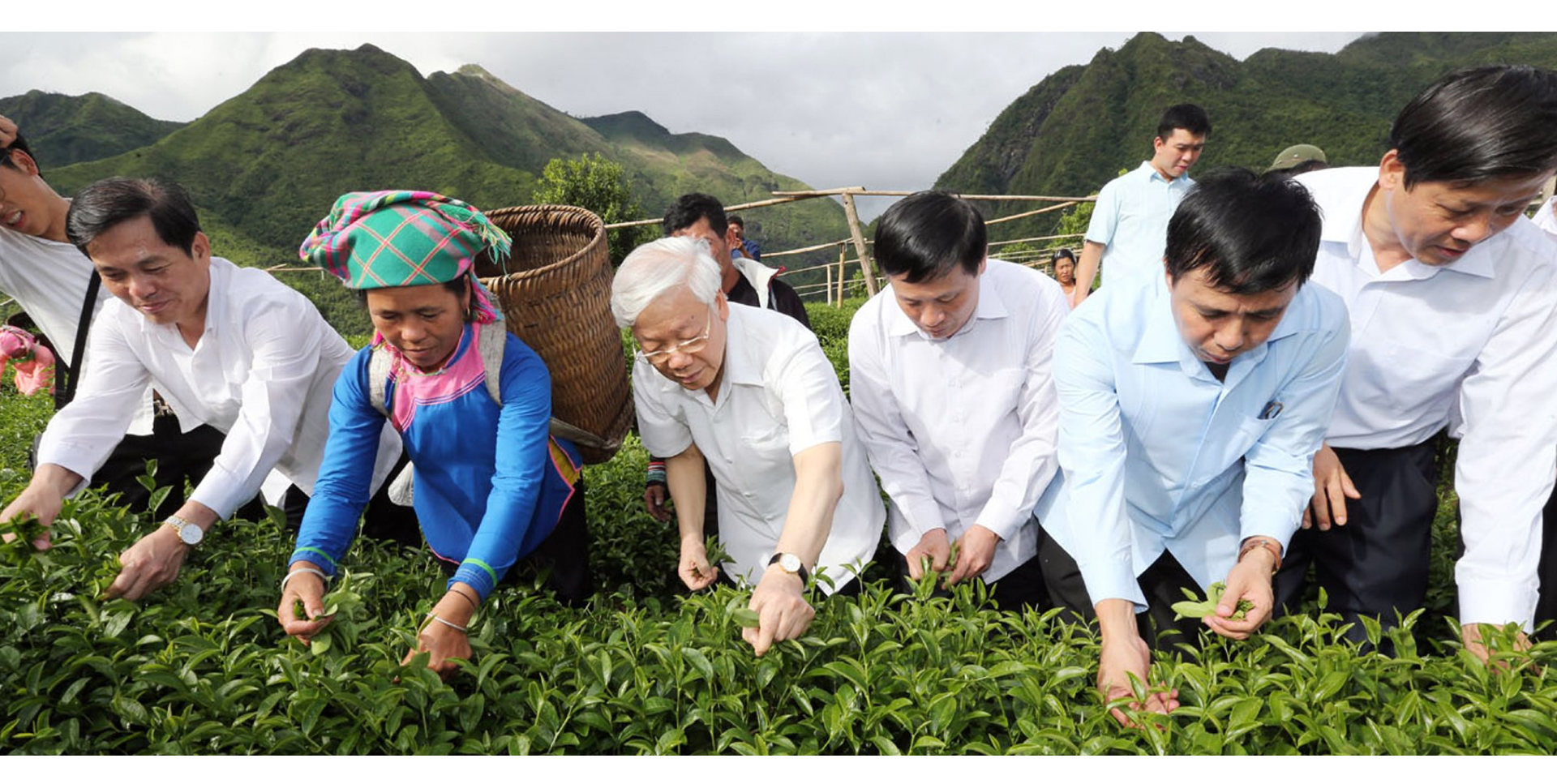 TBT Nguyễn Phú Trọng hái chè cùng người dân