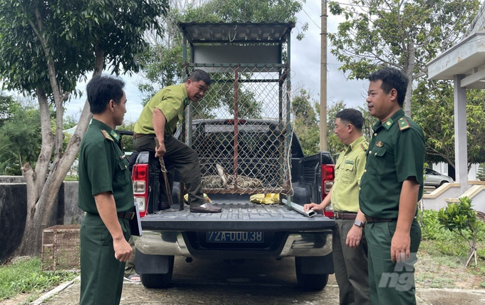 Đồn Biên phòng Phước Hải tiến hành bàn giao cá thể trăn gấm cho lực lượng Kiểm lâm theo quy định. Ảnh: Quang Tiến.