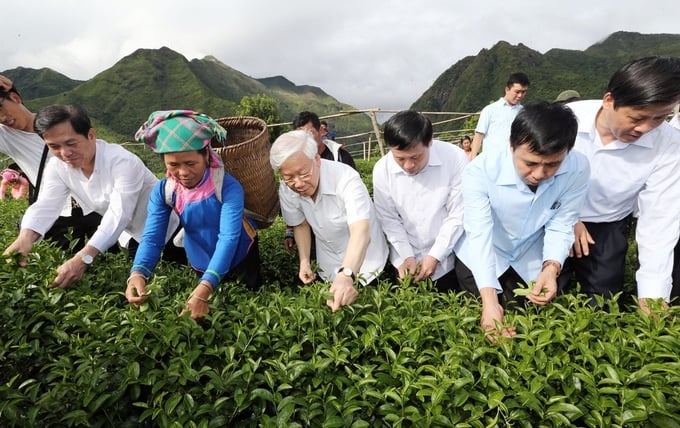 General Secretary Nguyen Phu Trong inspected the intensive model of high-quality tea production according to VietGap standards in Coc Phat village and participated in tea picking with people in Ban Bo commune, Tam Duong district, Lai Chau. Photo: Tri Dung.