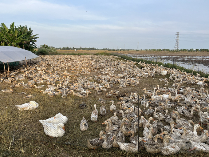 Đối với đàn gia cầm, thủy cầm số lượng lớn được địa phương quan tâm chủ động tiêm ngừa vacxin. Ảnh: Trọng Linh. 